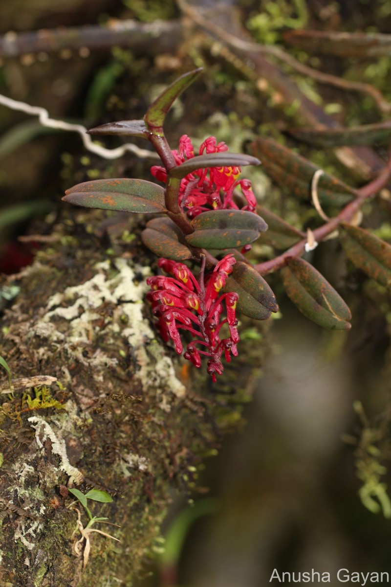 Robiquetia brevifolia (Lindl.) Garay